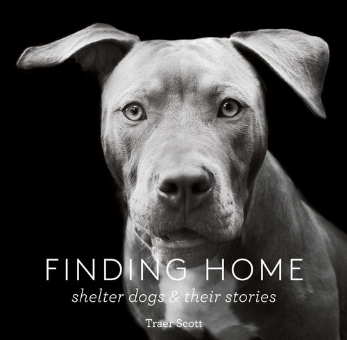 Finding Home Shelter Dogs And Their Stories Traer Scott