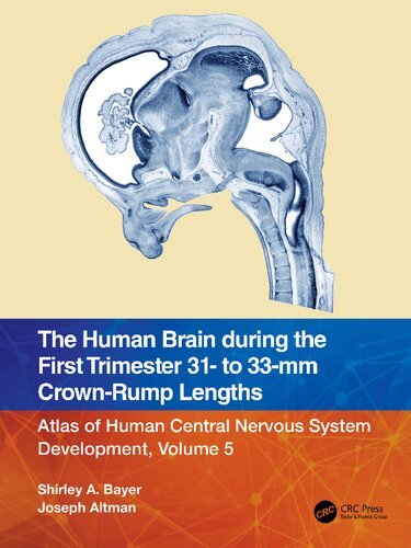 The Human Brain During The First Trimester 31 To 33mm Crownrump Lengths 1st Edition Shirley A Bayer