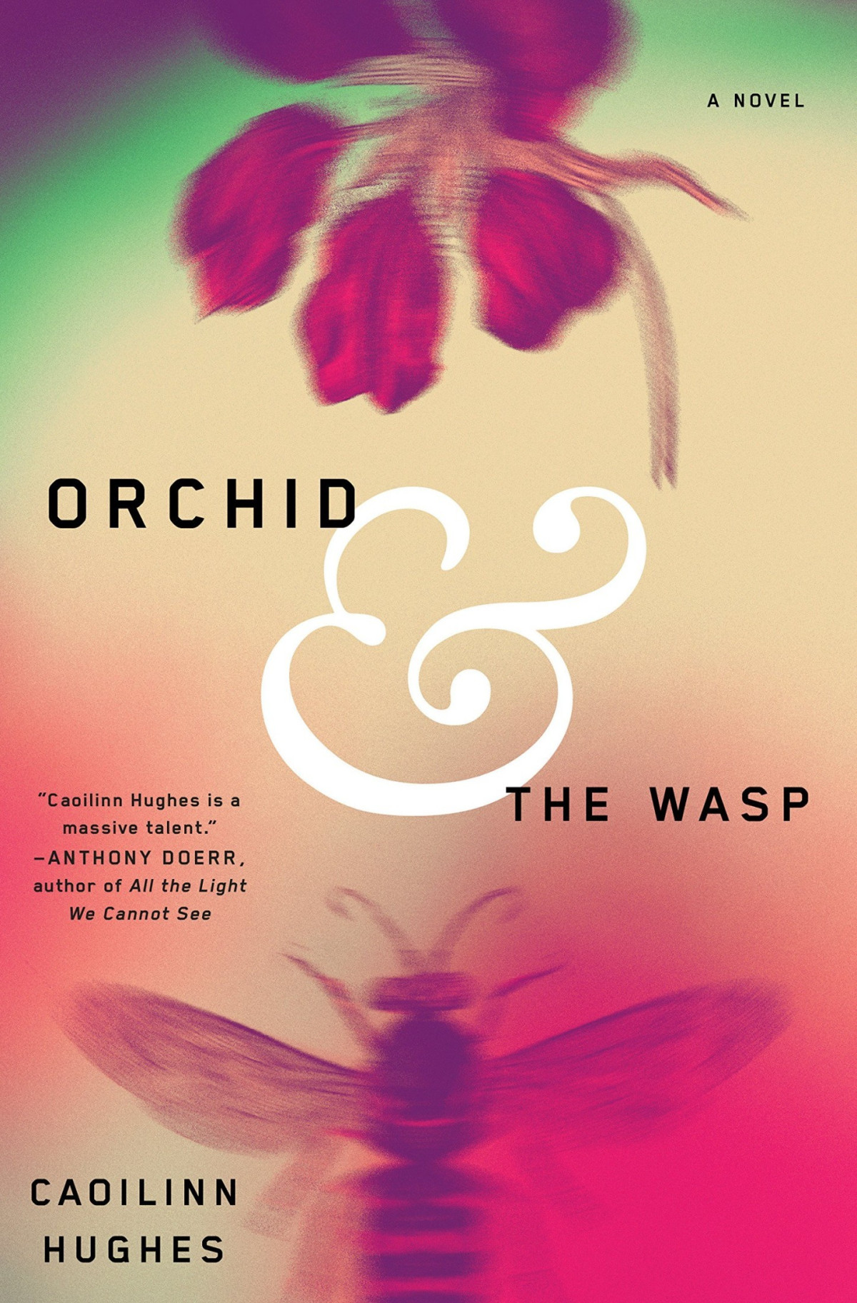 Orchid The Wasp Hughes Caoilinn