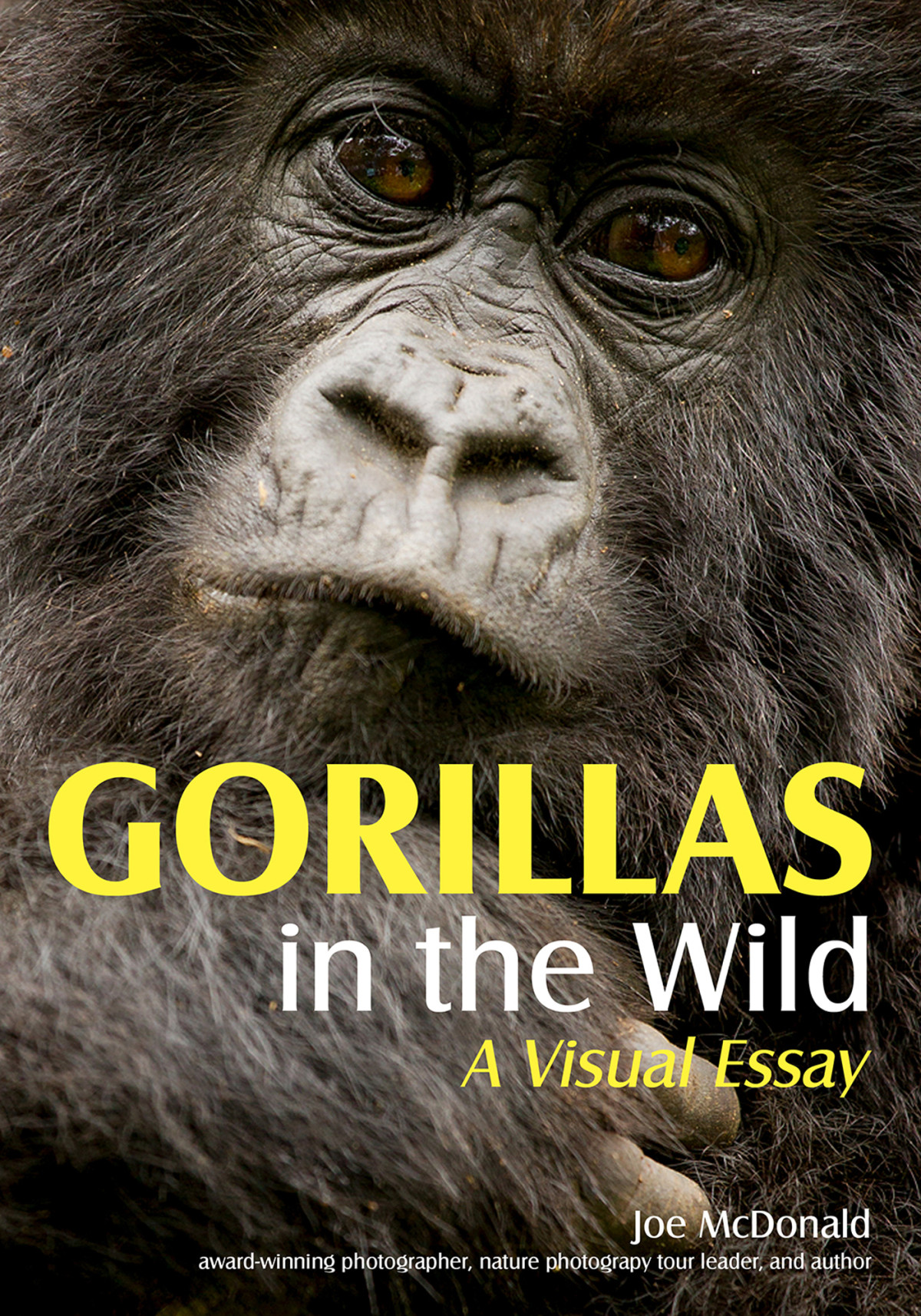 Gorillas In The Wild Joe Mcdonald
