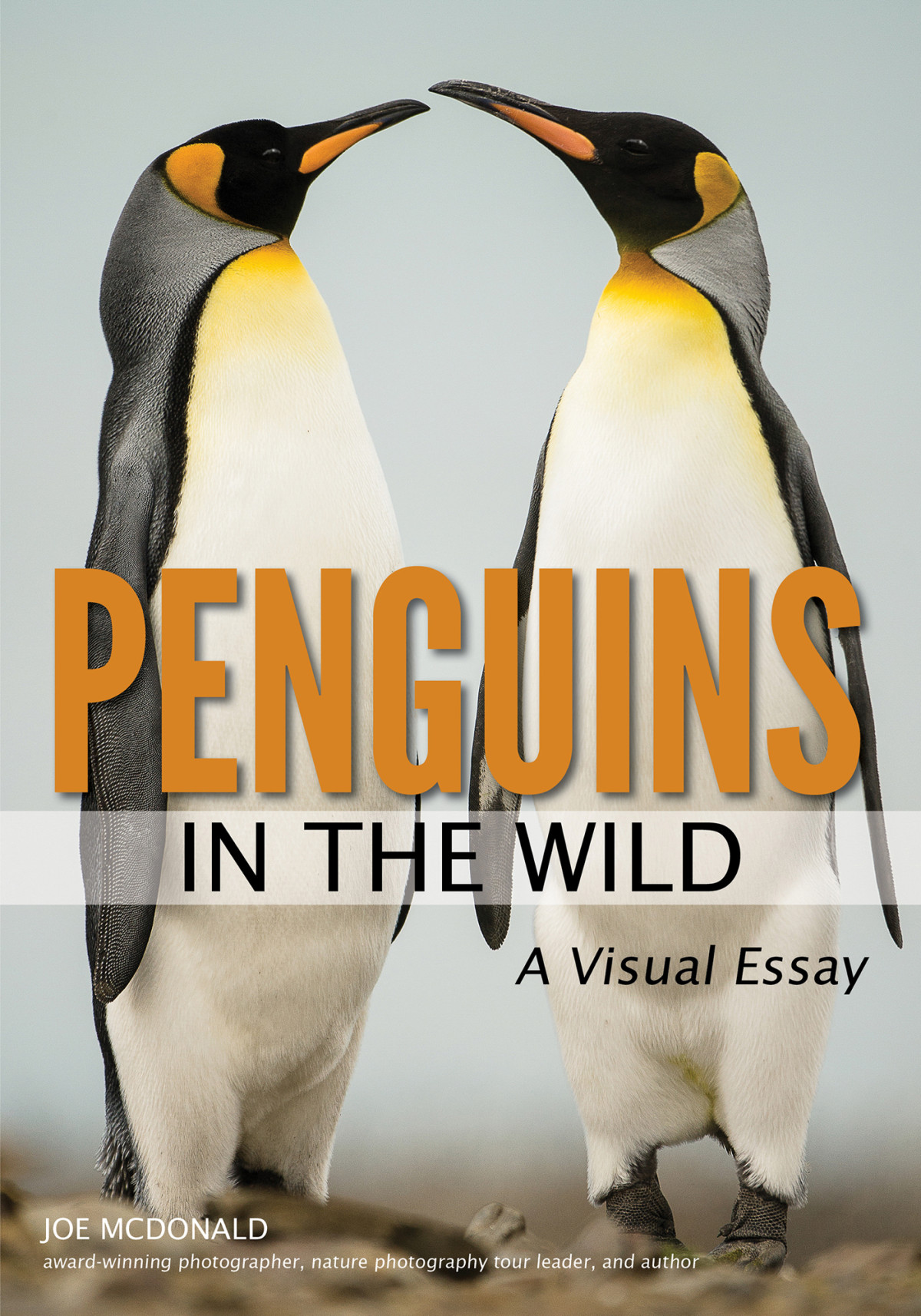 Penguins In The Wild Joe Mcdonald