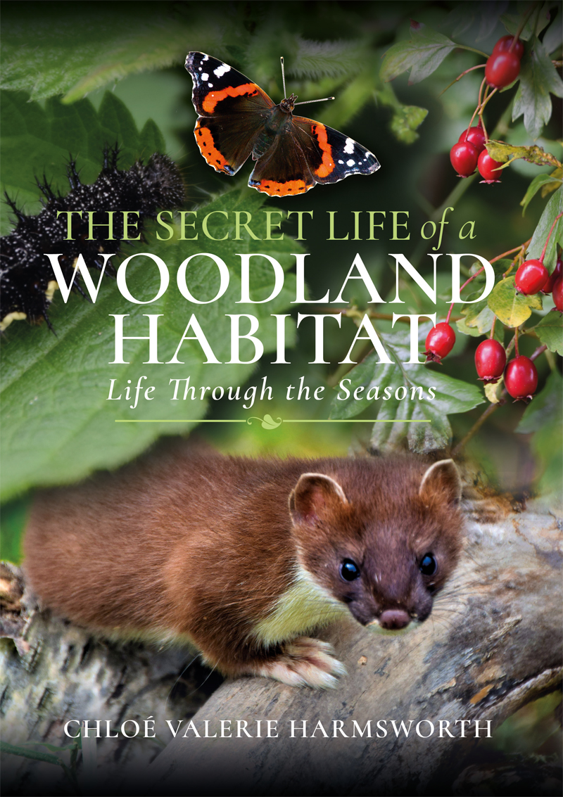 The Secret Life Of A Woodland Habitat Chlo Valerie Harmsworth