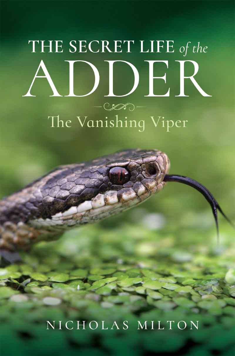 The Secret Life Of The Adder The Vanishing Viper Nicholas Milton