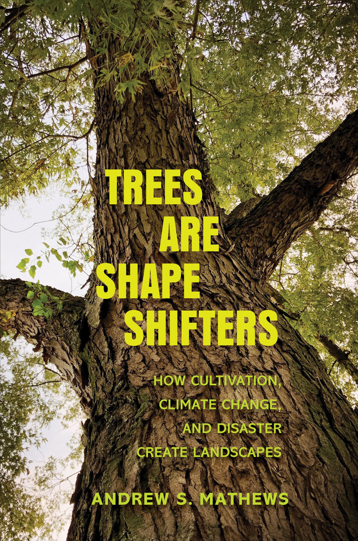 Trees Are Shape Shifters Andrew S Mathews