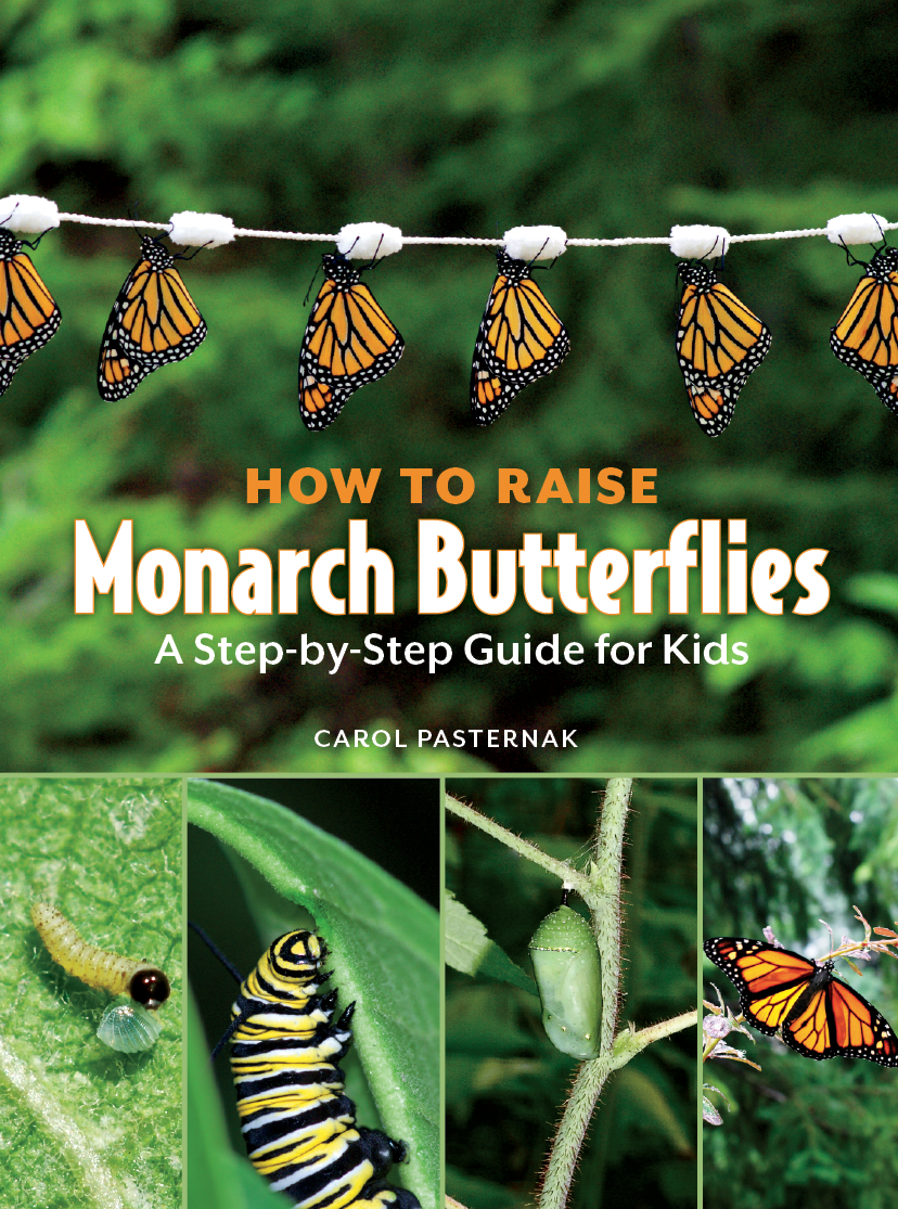 How To Raise Monarch Butterflies A Stepbystep Guide For Kids Carol Pasternak