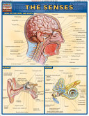The Senses Quick Study Academic Barcharts Inc