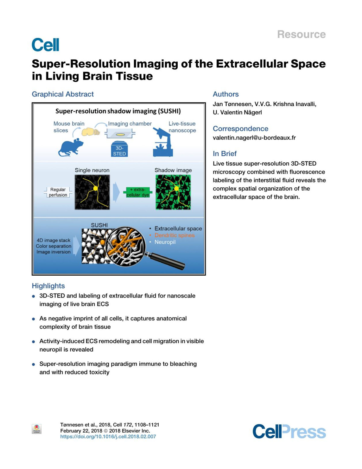 Superresolution Imaging Of The Extracellular Space In Living Brain Tissue Jan Tnnesen Vvg Krishna Inavalli U Valentin Ngerl