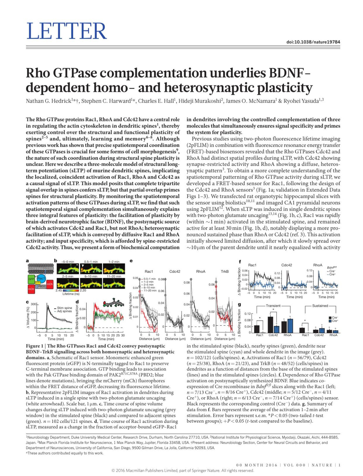Rho Gtpase Complementation Underlies Bdnfdependent Homo And Heterosynaptic Plasticity Nathan G Hedrick Stephen C Harward Charles E Hall Hideji Murakoshi James O Mcnamara Ryohei Yasuda