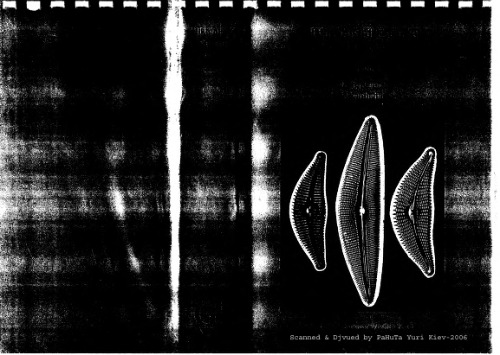 Diatoms Of Europe Diatoms Of The European Inland Waters And Comparable Habitats Vol 3 Cymbella H Lange Bertalot