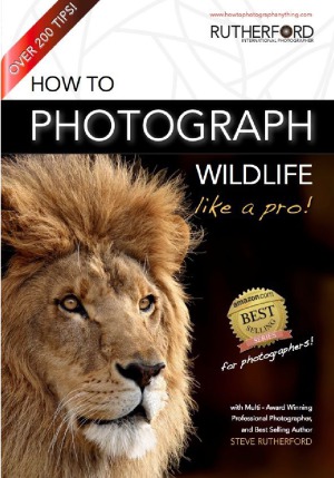 How To Photograph Wildlife Like A Pro Steve Rutherford