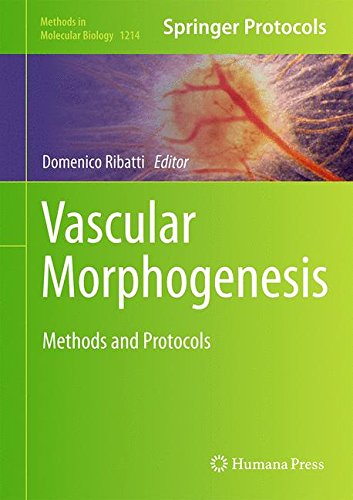 Vascular Morphogenesis Methods And Protocols 1st Edition Domenico Ribatti Eds