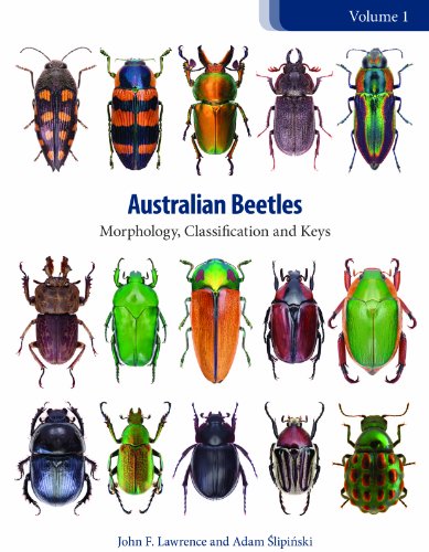 Australian Beetles Volume 1 Morphology Classification And Keys Adam Slipinski