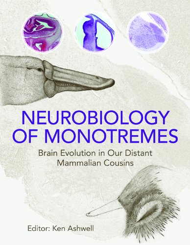 Neurobiology Of Monotremes Brain Evolution In Our Distant Mammalian Cousins Ken W S Ashwell