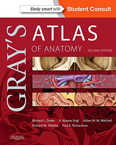 Grays Atlas Of Anatomy 2nd Edition 2nd Richard Drake A Wayne Vogl