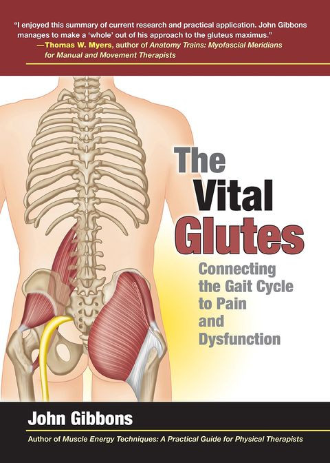 The Vital Glutes Connecting The Gait Cycle To Pain And Dysfunction John Gibbons