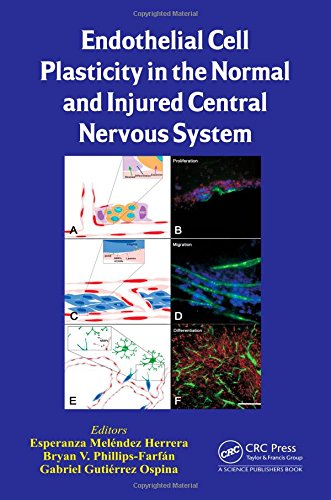 Endothelial Cell Plasticity In The Normal And Injured Central Nervous System 1st Edition Esperanza Melndez Herrera