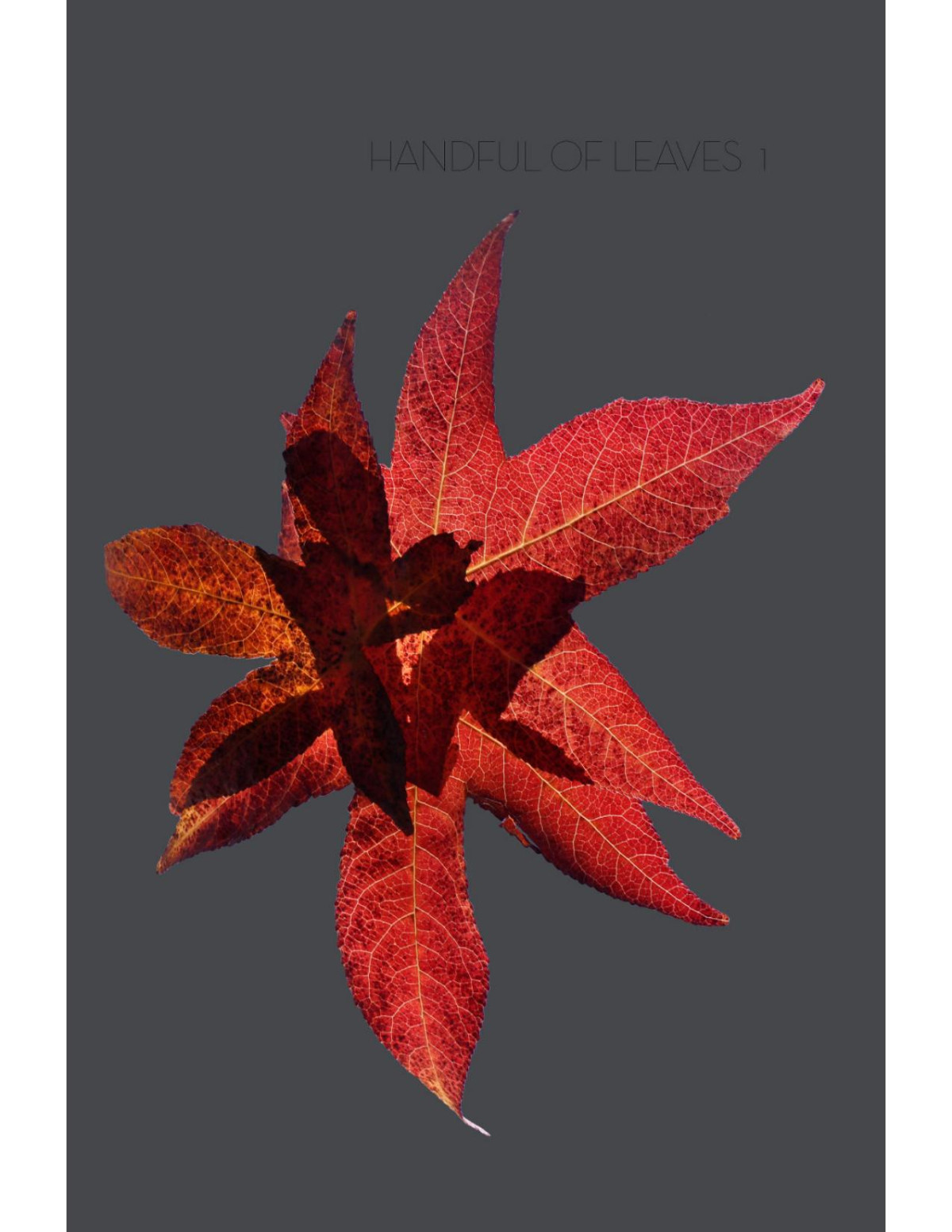 Handful Of Leaves Volume One An Anthology From The Digha Nikya Hnissaro Bhikkhu