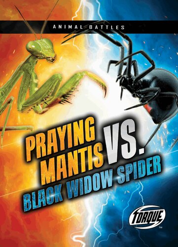 Praying Mantis Vs Black Widow Spider Kieran Downs
