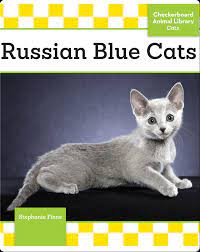 Russian Blue Cats Stephanie Finne