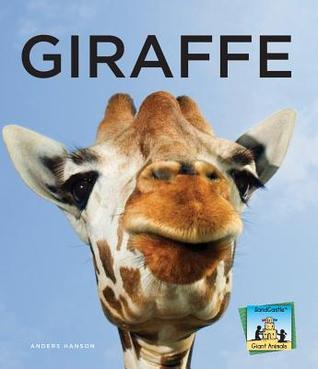 Giraffe Anders Hanson