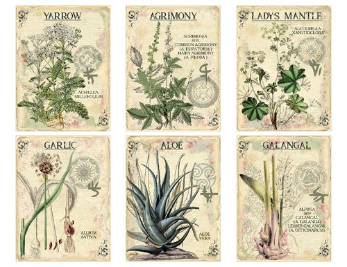 Herbal Index Of 108 Medical Herbs Pictures With Info Printable Cards Online Kairi
