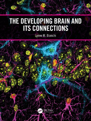 The Developing Brain And Its Connections Lynne M Bianchi
