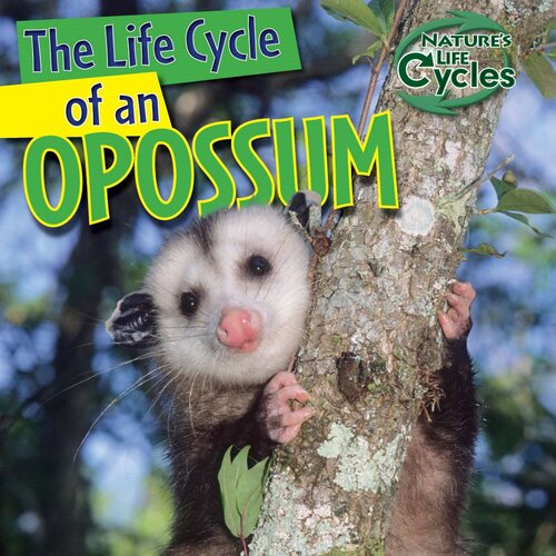 The Life Cycle Of An Opossum Readalong Ebook Barbara M Linde