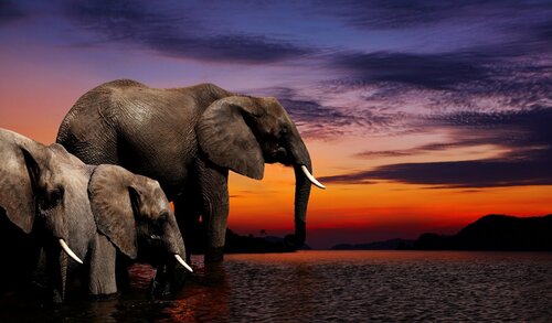 Extraordinary Elephants Discovering The World Around Us T J Rob
