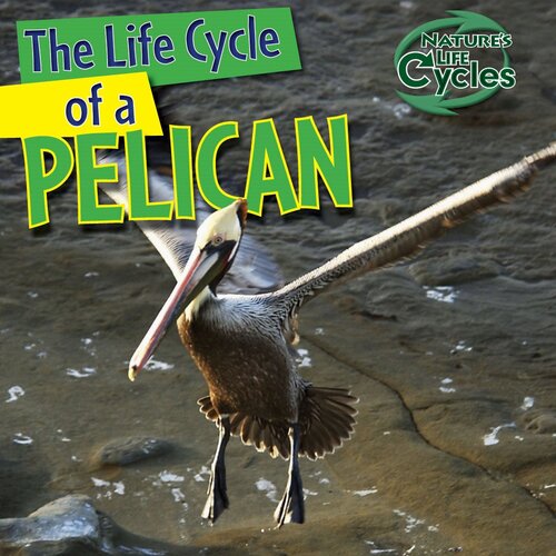 The Life Cycle Of A Pelican Readalong Ebook Anna Kingston