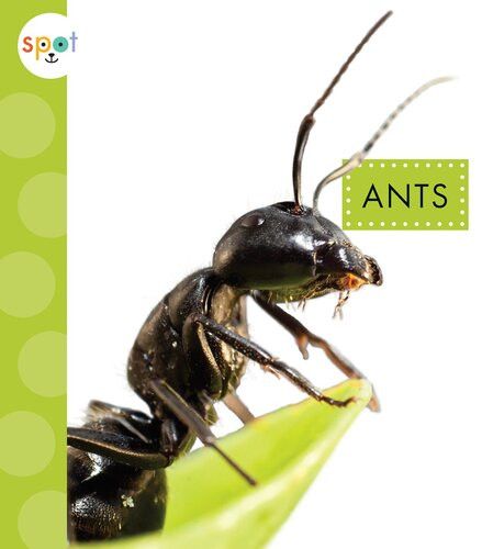 Ants Readalong Ebook Nessa Black