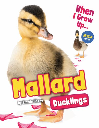 Mallard Ducklings Emmie Chang