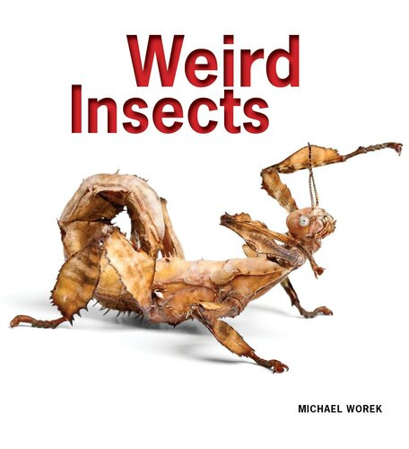 Weird Insects Michael Worek