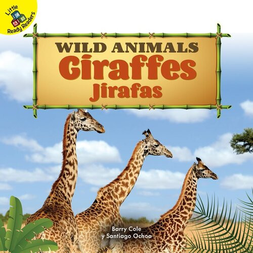 Giraffes Jirafas Barry Cole