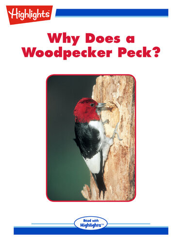 Why Does A Woodpecker Peck Jodi Forschmiedt