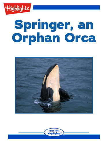 Springer An Orphan Orca Sharlene P Nelson