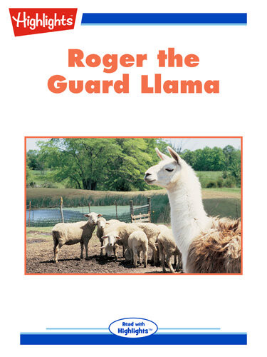 Roger The Guard Llama Connie Goldsmith