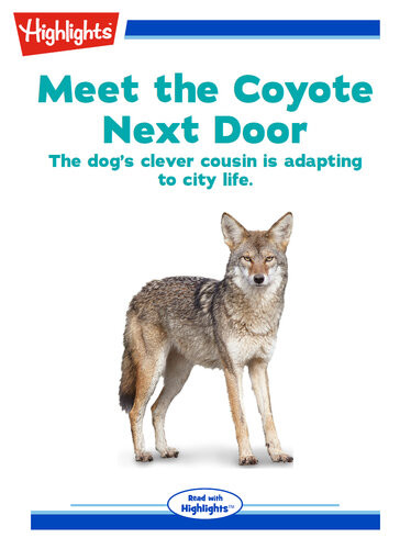 Meet The Coyote Next Door Andy Boyles
