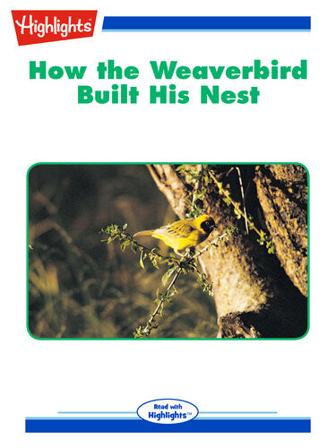 How The Weaverbird Built His Nest George W Frame Lory Herbison Frame
