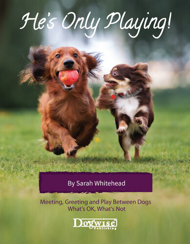 Hes Only Playing Meeting Greeting And Play Between Dogs Whats Ok Whats Not Sarah Whitehead