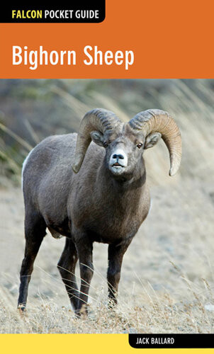 Bighorn Sheep Jack Ballard