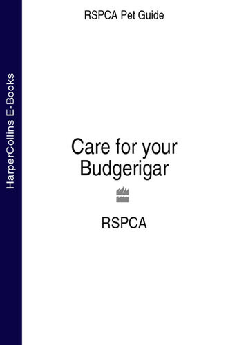 Care For Your Budgerigar Rspca