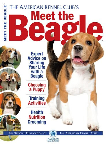 Meet The Beagle The American Kennel Club