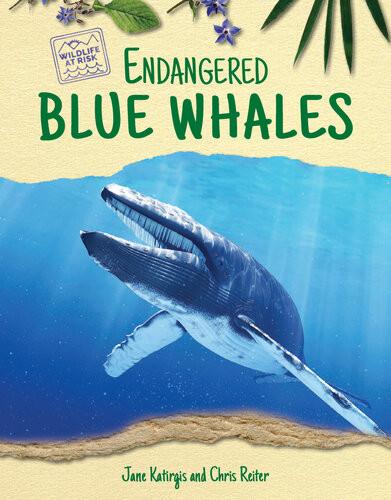 Endangered Blue Whales Chris Reiter Jane Katirgis