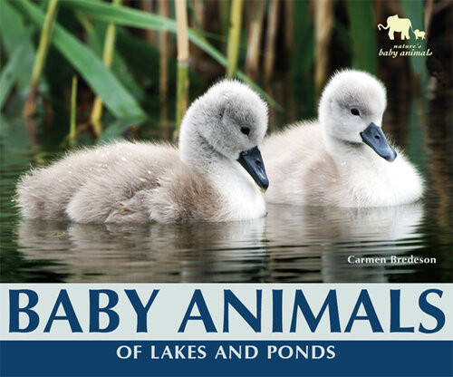 Baby Animals Of Lakes And Ponds Carmen Bredeson