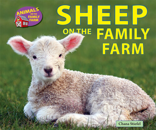 Sheep On The Family Farm Chana Stiefel