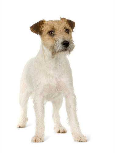 All About Jack Russells The Comprehensive Complete Guide To Jack Russells J Sparrow J Sparrow