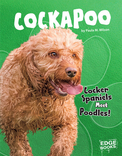 Cockapoo Cocker Spaniels Meet Poodles Paula M Wilson