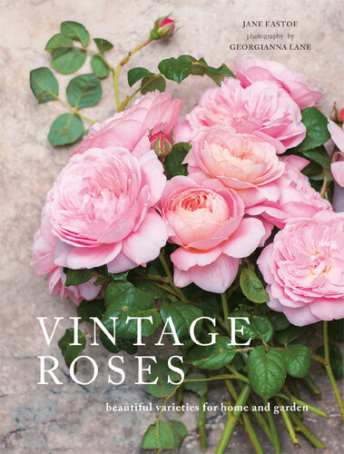 Vintage Roses Beautiful Varieties For Home And Garden Jane Eastoe Georgianna Lane