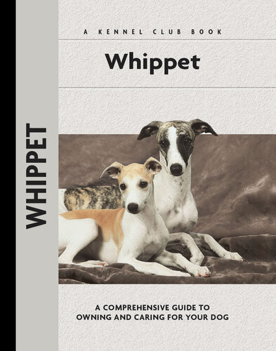 Whippet Juliette Cunliffe