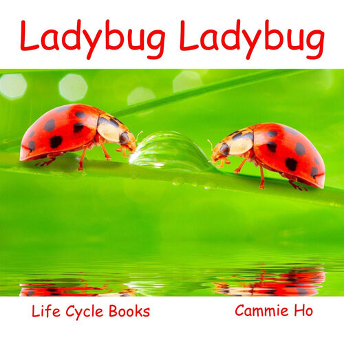 Ladybug Ladybug Cammie Ho